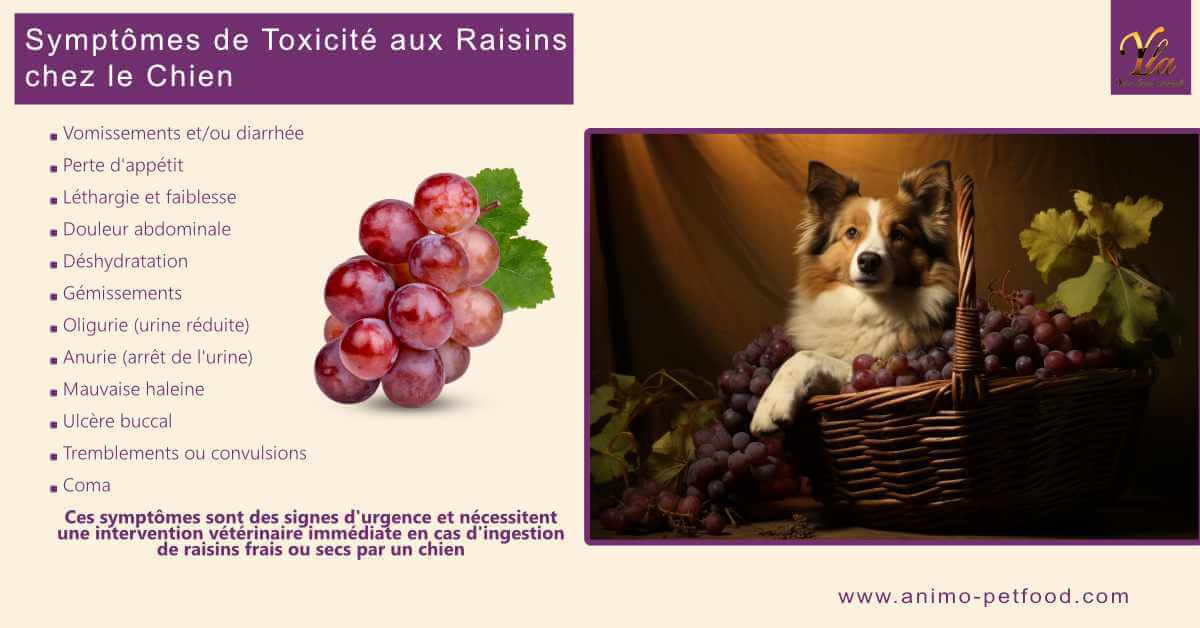 symptomes-de-toxicite-aux-raisins-chez-le-chien